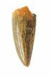 Serrated, Raptor Tooth - Morocco #46996-1